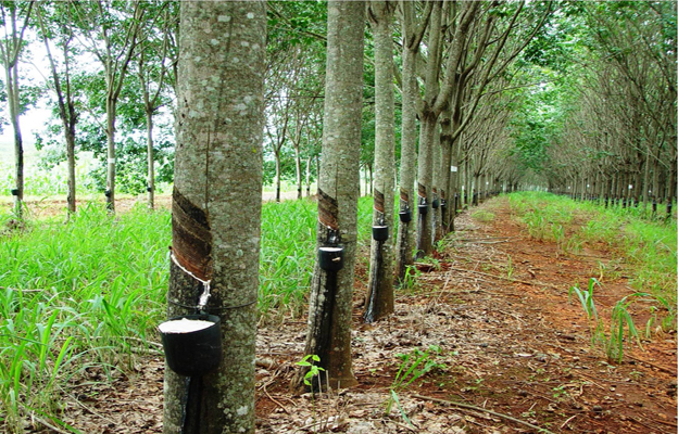 arbol-del-caucho
