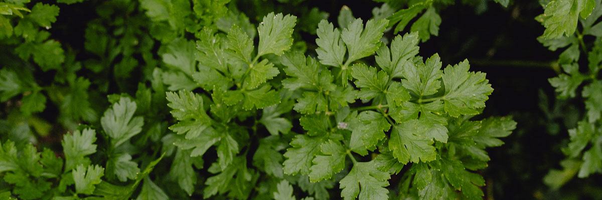 Agua de cilantro